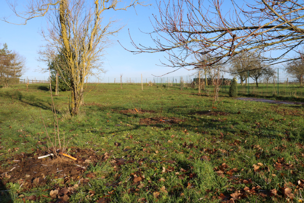 La forêt comestible