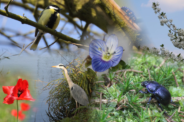 Les photos de Nature