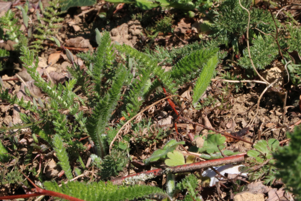 Achillée millefeuille
