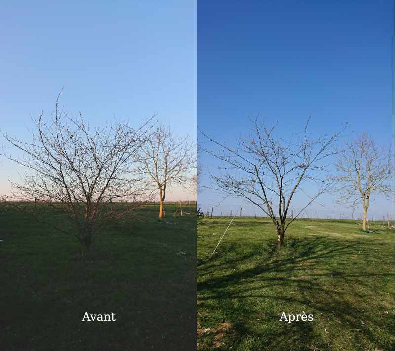 Avant/Après du cerisier