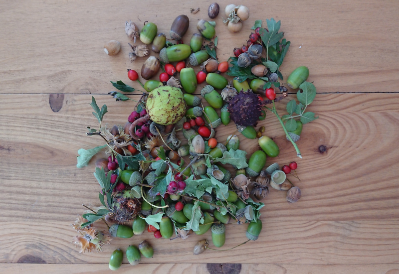 Récolte de fruits sauvages