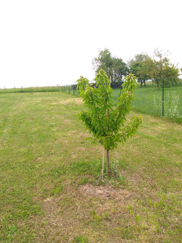 Un cerisier, un peu seul dans ce terrain d’herbe
