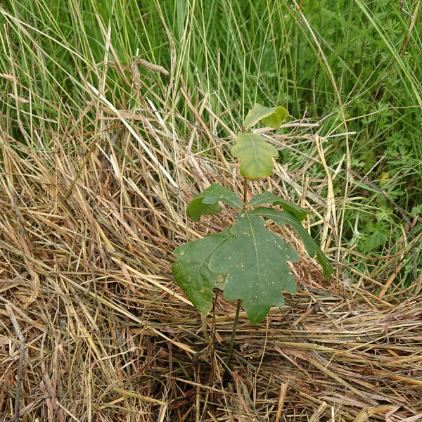 Jeune chêne tout juste planté