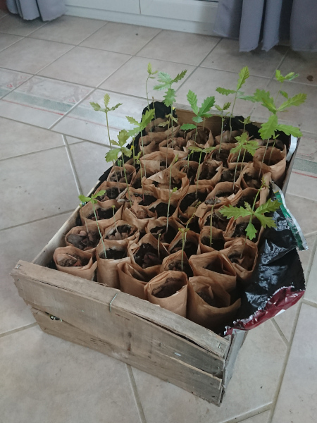 Quelques-uns de mes chênes pédonculés