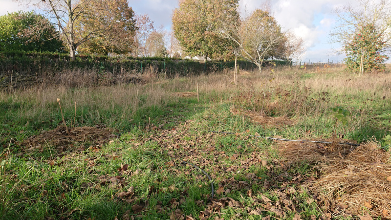 Nouveaux plants à l’entrée de la forêt