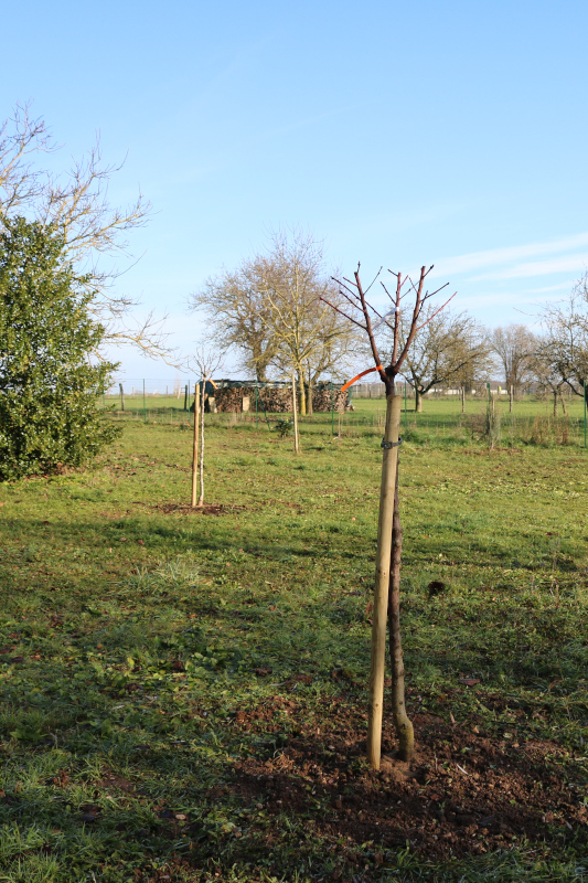 Quetschier fraîchement planté