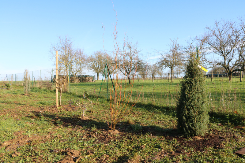 Haie fraîchement plantée
