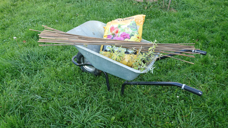 Plantation des oliviers de bohème