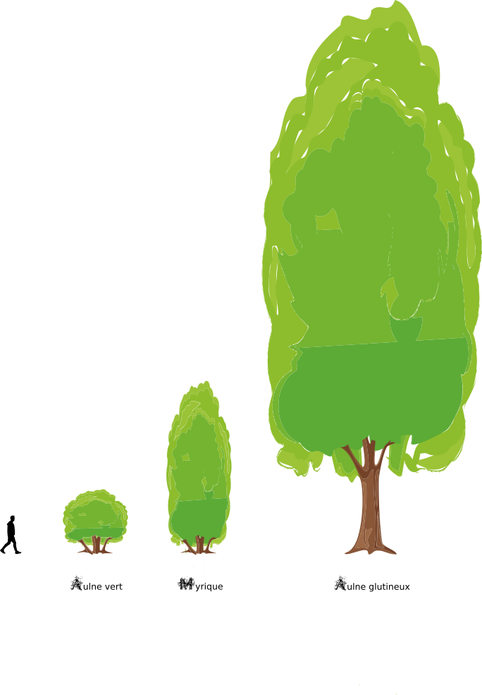 Aulne vert, Myrique, Aulne glutineux