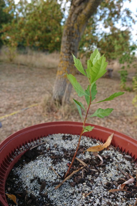 Est-ce un myrique ?