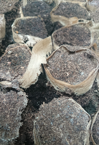 Pots en grande partie décomposés