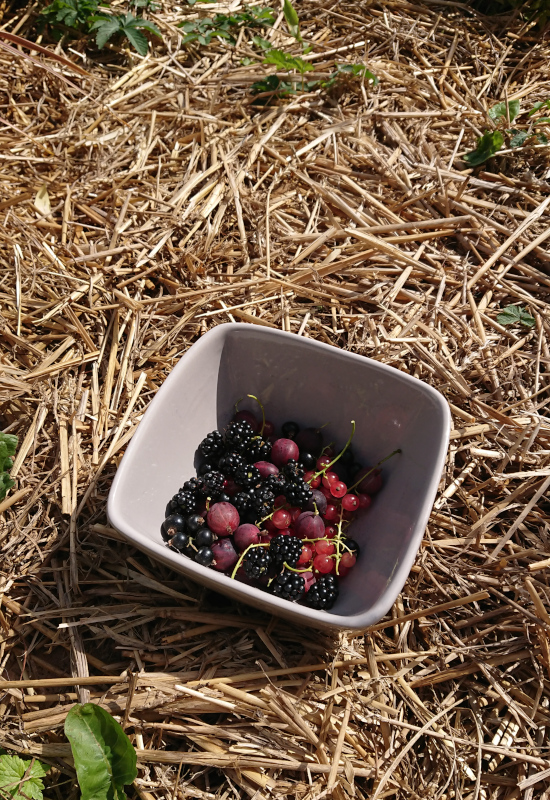 Premiers petits fruits
