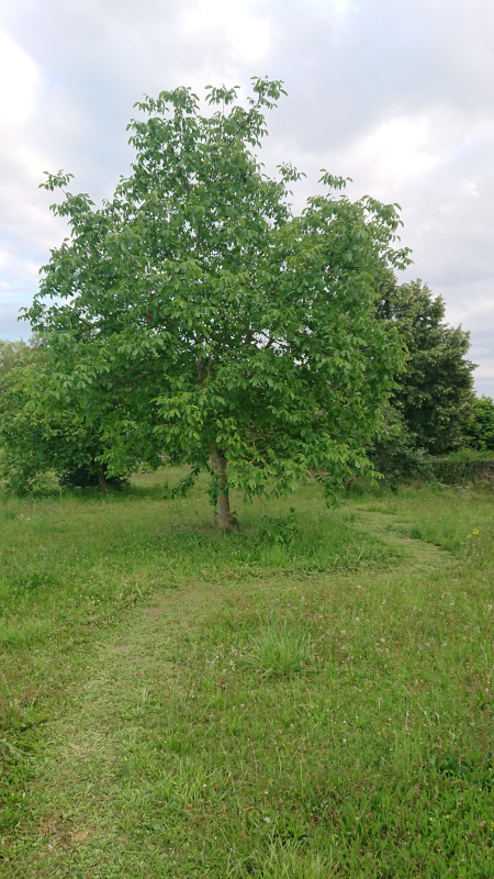 Sentier contournant un noyer