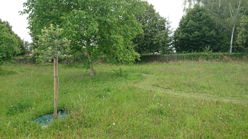 Pommier en premier plan avec sentier passant sur le côté