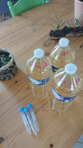 Solution sucrée inoculée avec des spores de champignons