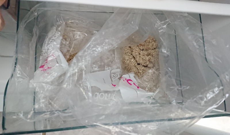 Stratification des graines d’aulne et de myrique