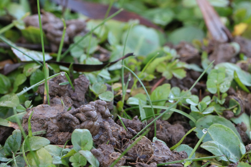 Turricules de vers anéciques, preuve d’un sol bien vivant