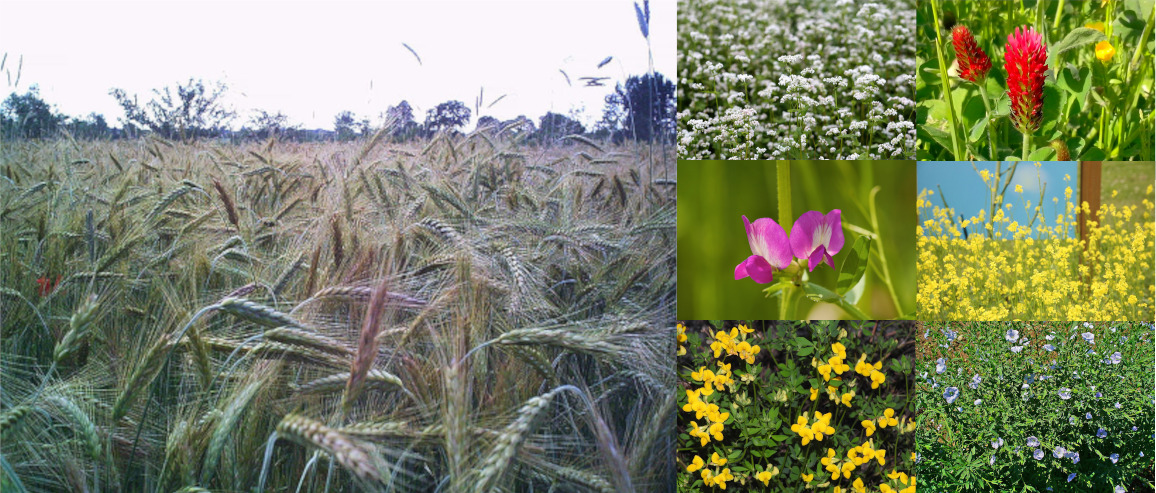 Seigle, Sarrasin, Trèfle incarnat, Vesce commune, Moutarde blanche, Lotier corniculé, Lin