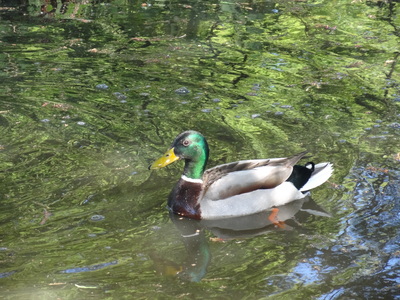 thumbnail Canard colvert