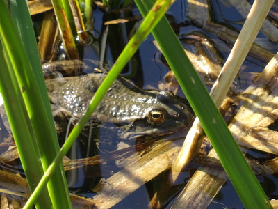 thumbnail Grenouille