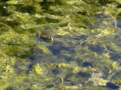 thumbnail Grenouille