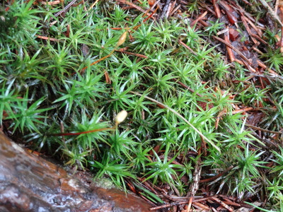 thumbnail Polytrichum