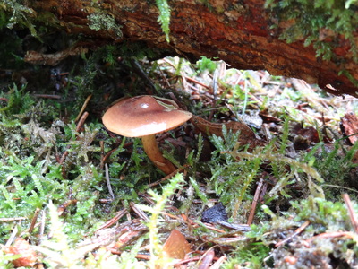 thumbnail Champignon