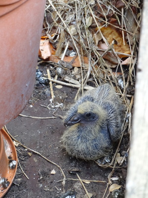 thumbnail Pigeon ramier