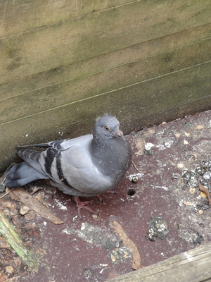 thumbnail Pigeon ramier