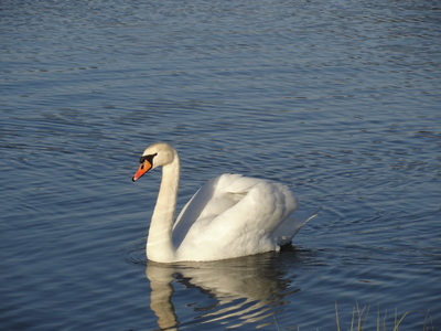 thumbnail Cygne tuberculé