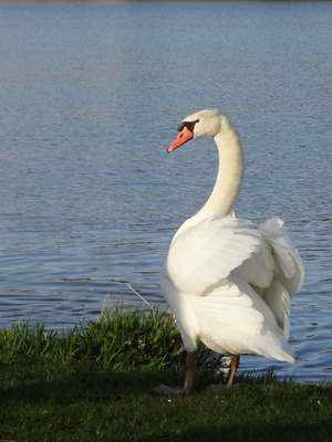 thumbnail Cygne tuberculé