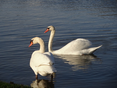 thumbnail Cygne tuberculé