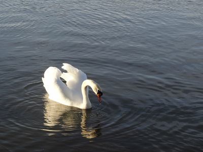thumbnail Cygne tuberculé