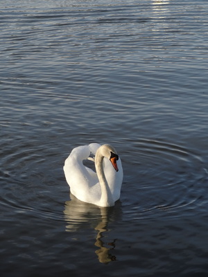 thumbnail Cygne tuberculé
