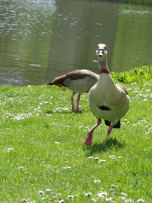 thumbnail Ouette d’Égypte