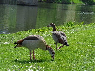 thumbnail Ouette d’Égypte