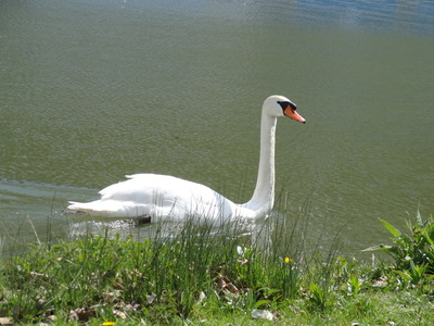 thumbnail Cygne tuberculé