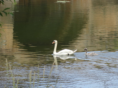 thumbnail Cygne tuberculé