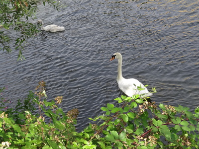 thumbnail Cygne tuberculé