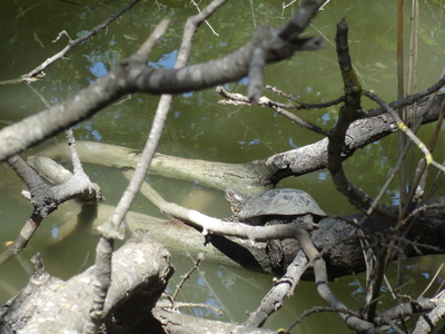 thumbnail Cistude d’Europe