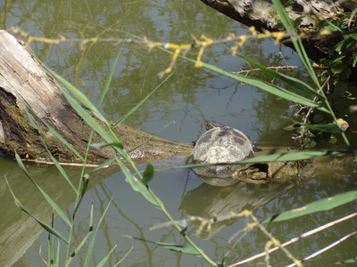 thumbnail Cistude d’Europe