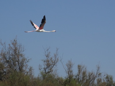 thumbnail Flamand rose