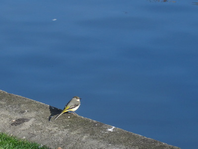 thumbnail Bergeronnette des ruisseaux