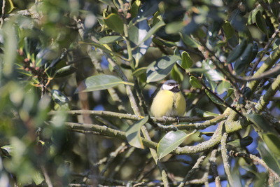 thumbnail Mésange charbonnière