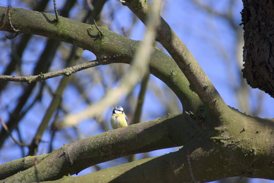 thumbnail Mésange bleue