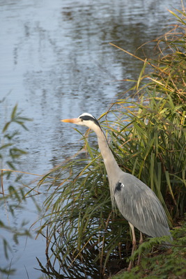 thumbnail Héron cendré