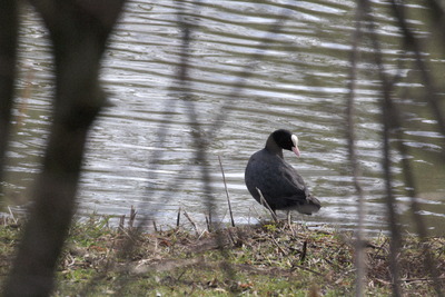 thumbnail Foulque macroule