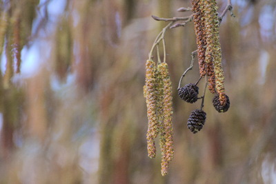 thumbnail Aulne glutineux