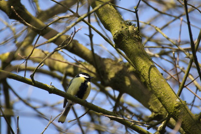 thumbnail Mésange charbonnière