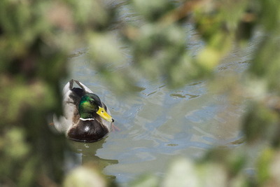 thumbnail Canard colvert